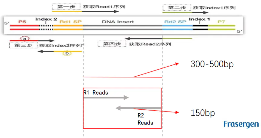 三维基因组技术（三）：Hi-C 数据比对及HiC-Pro的使用 - 图3