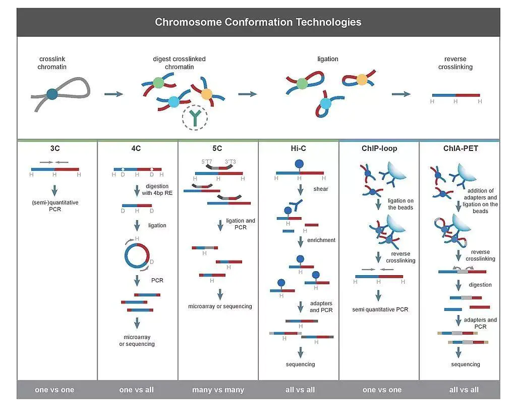走向基因组3D世界 —染色体构想捕获技术3C(chromosome conformation capture) - 图2