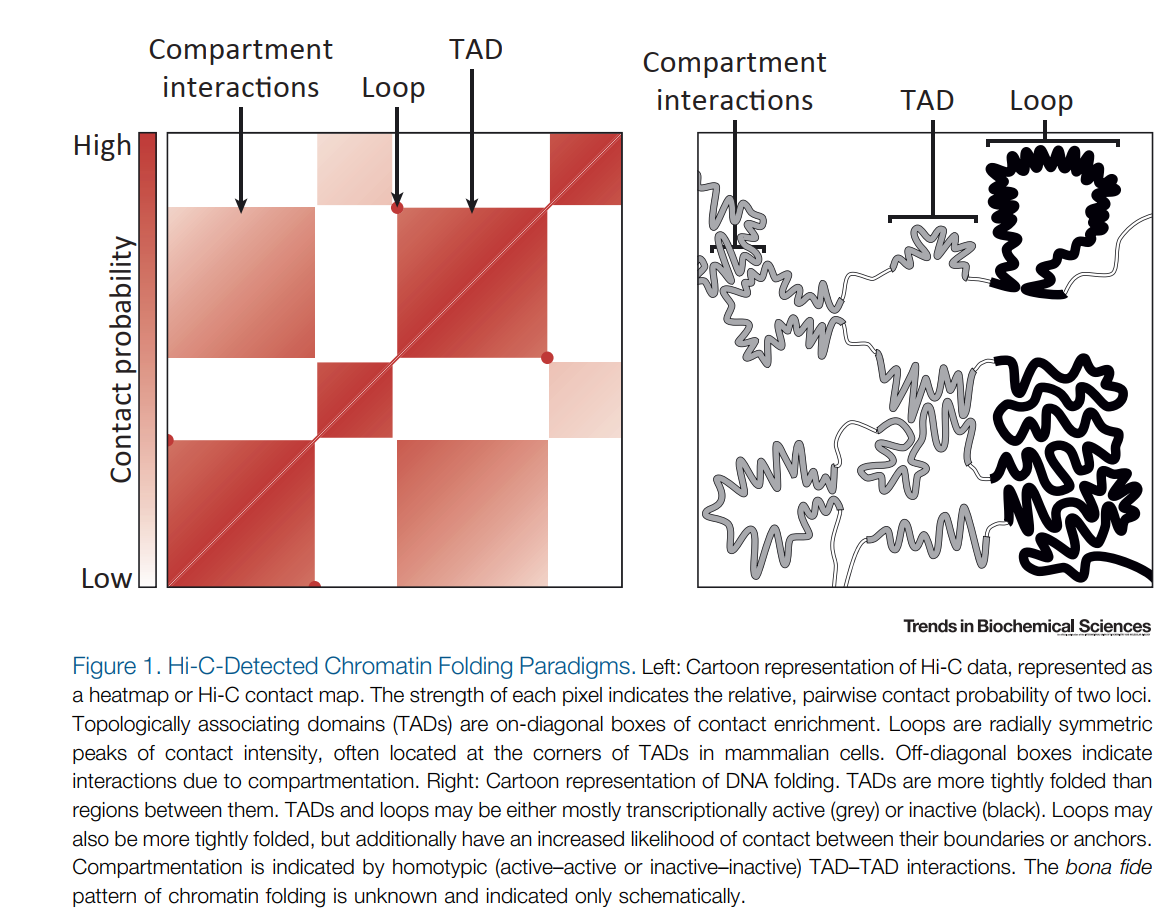 Hi-C Compartment,TAD,Loops - 图1