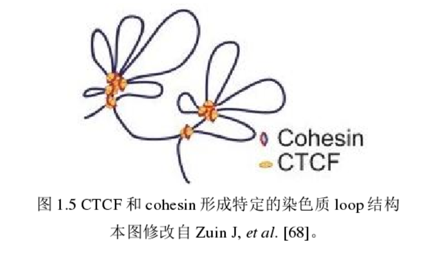 Hi-C Compartment,TAD,Loops - 图2