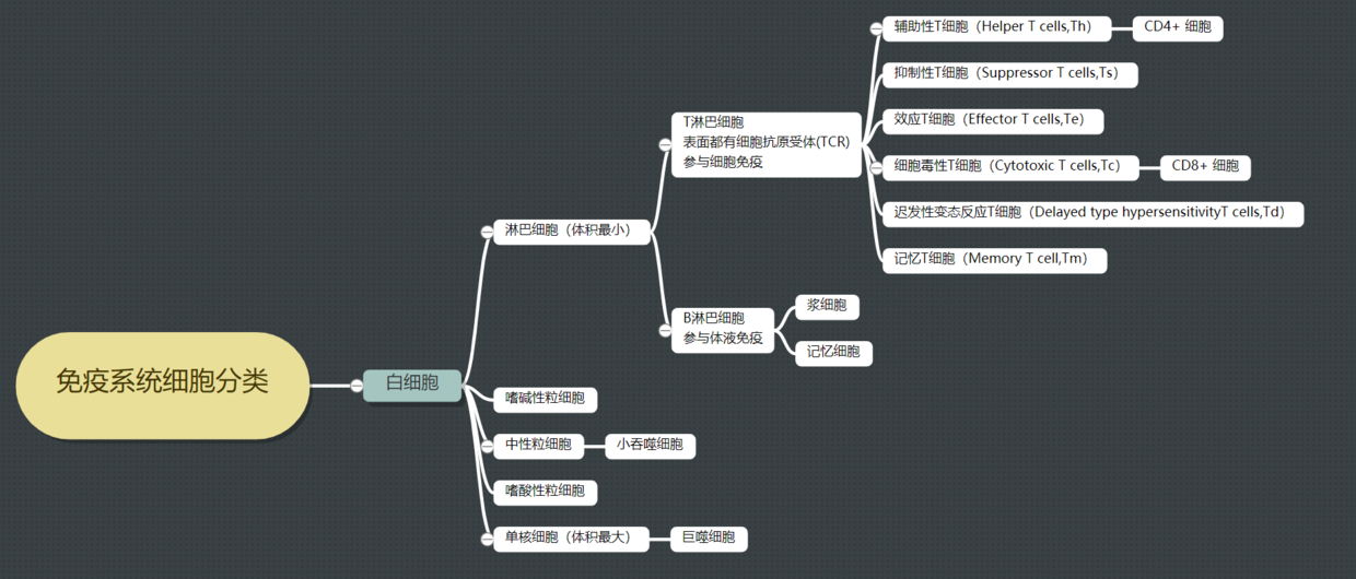 免疫系统细胞分类 - 图1