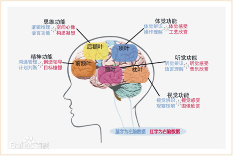 脑核磁共振解析 - 图17