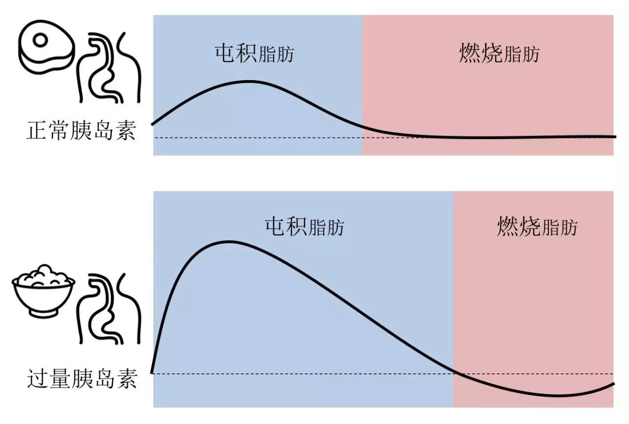 轻断食&间歇性断食杂谈（观点搬运） - 图12