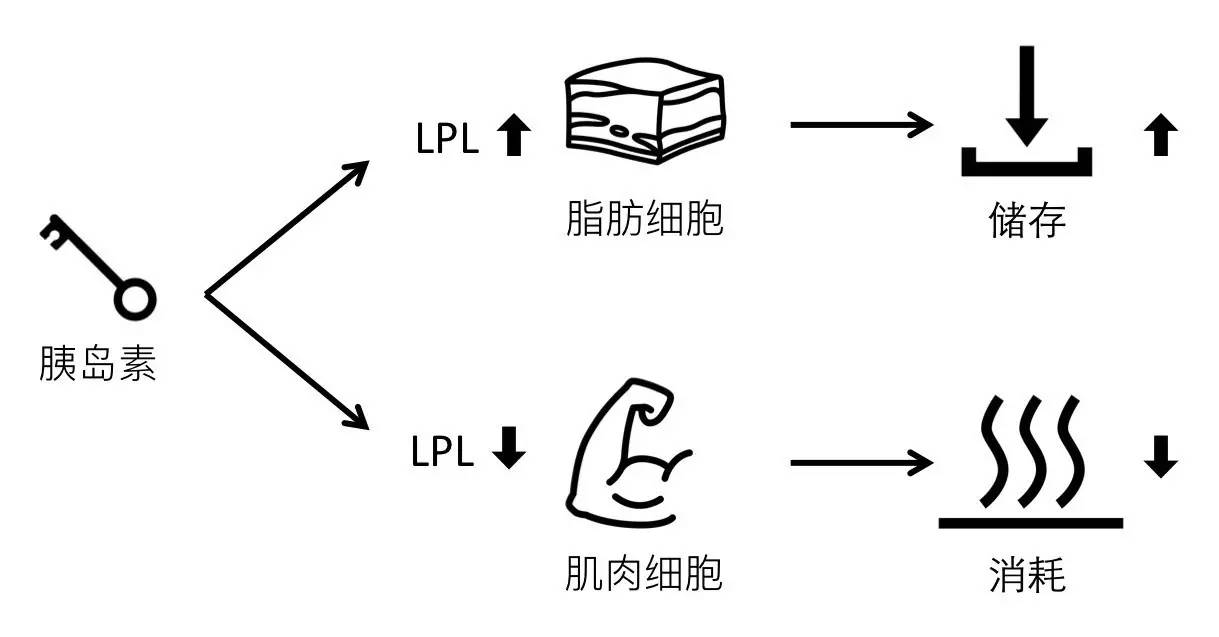 轻断食&间歇性断食杂谈（观点搬运） - 图40