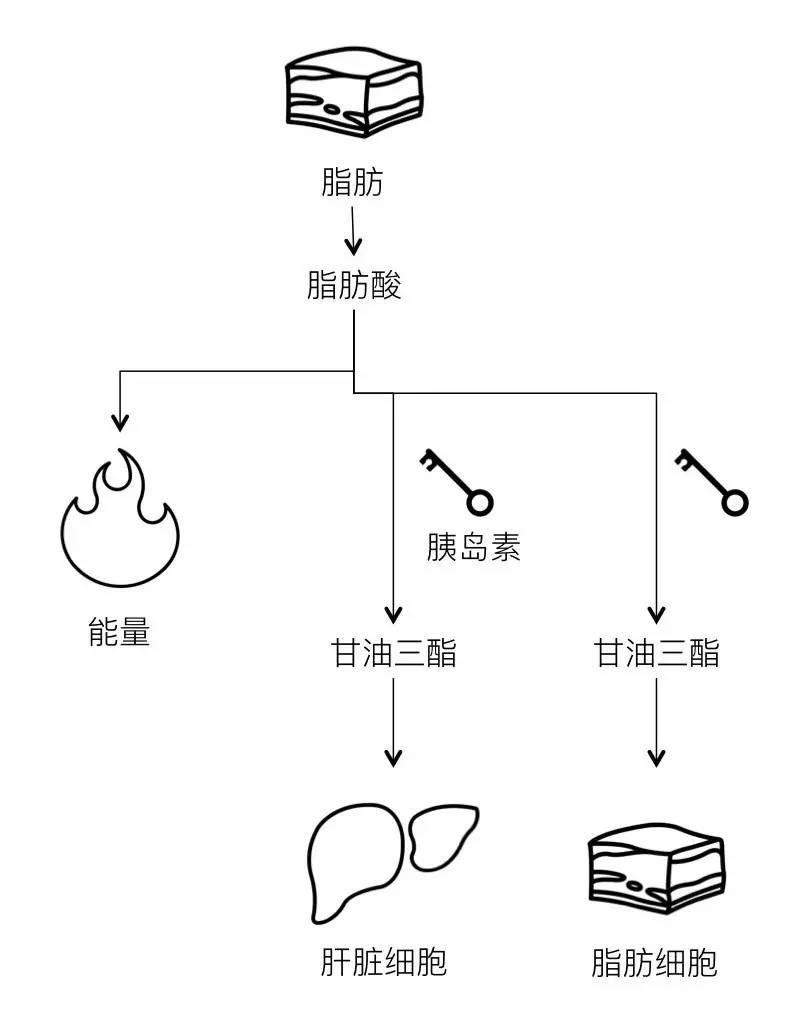 轻断食&间歇性断食杂谈（观点搬运） - 图4