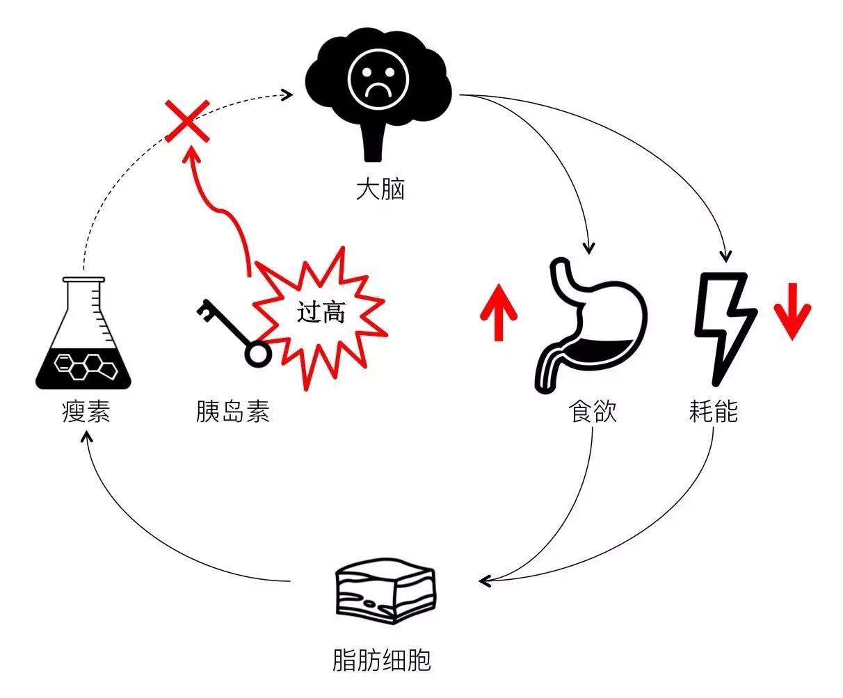 轻断食&间歇性断食杂谈（观点搬运） - 图21