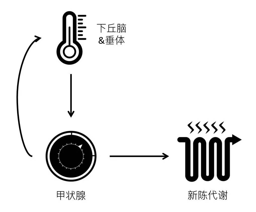 轻断食&间歇性断食杂谈（观点搬运） - 图30