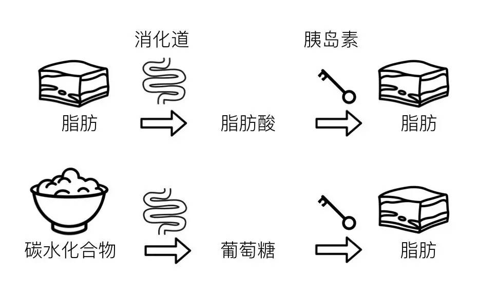 轻断食&间歇性断食杂谈（观点搬运） - 图7