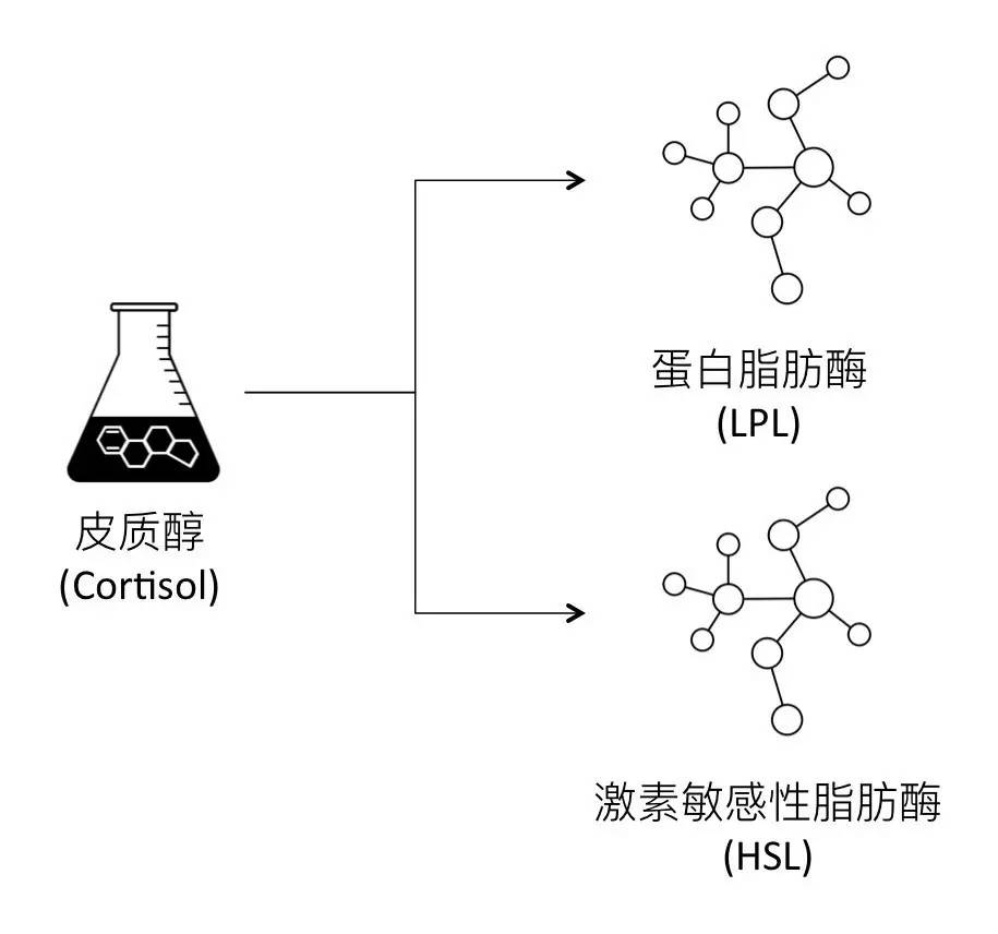 轻断食&间歇性断食杂谈（观点搬运） - 图39