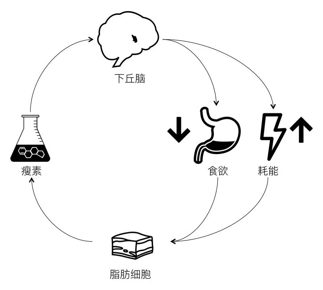 轻断食&间歇性断食杂谈（观点搬运） - 图20