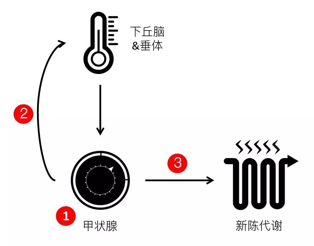 轻断食&间歇性断食杂谈（观点搬运） - 图31