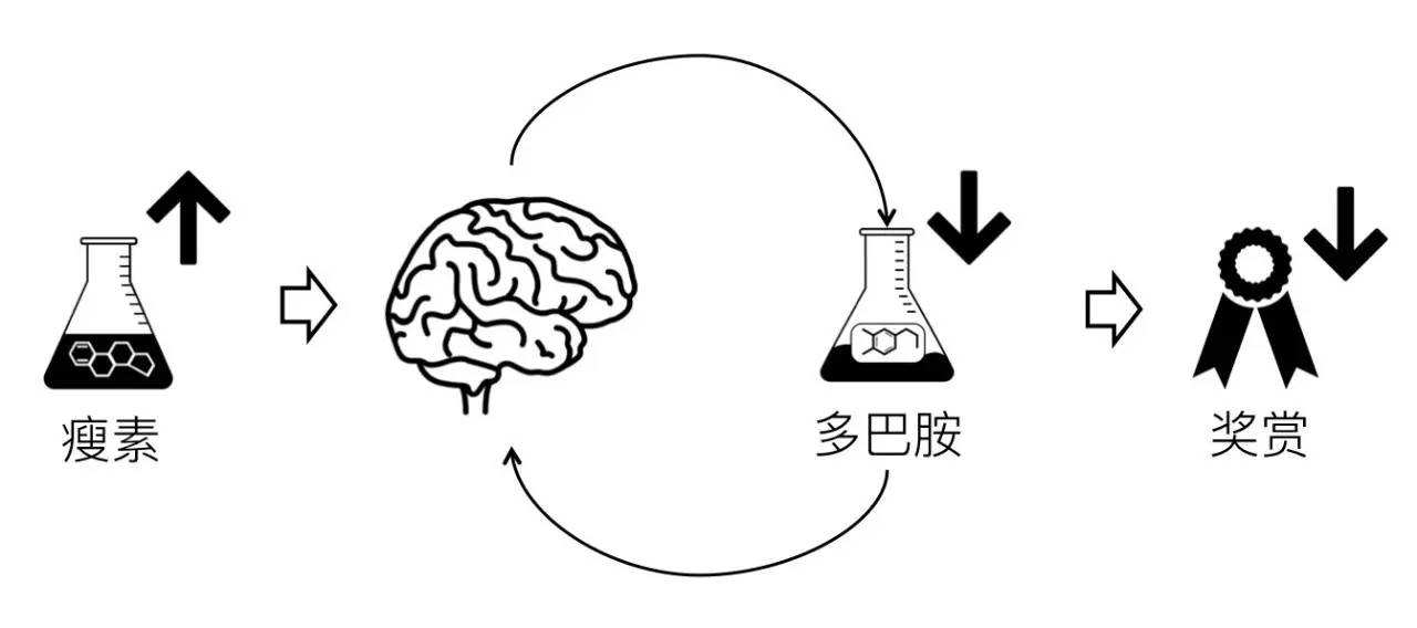 轻断食&间歇性断食杂谈（观点搬运） - 图23