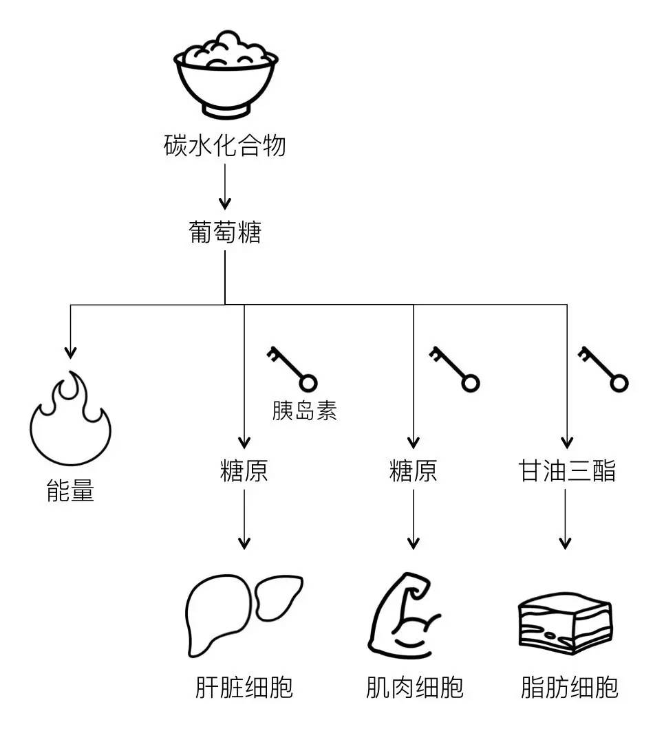 轻断食&间歇性断食杂谈（观点搬运） - 图6