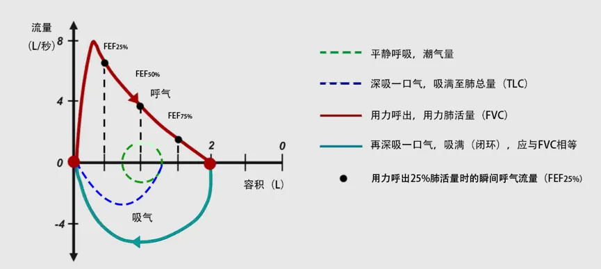 正常的肺功能图像.webp