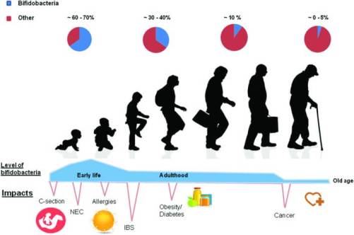 bifidobacteria-levels.jpeg