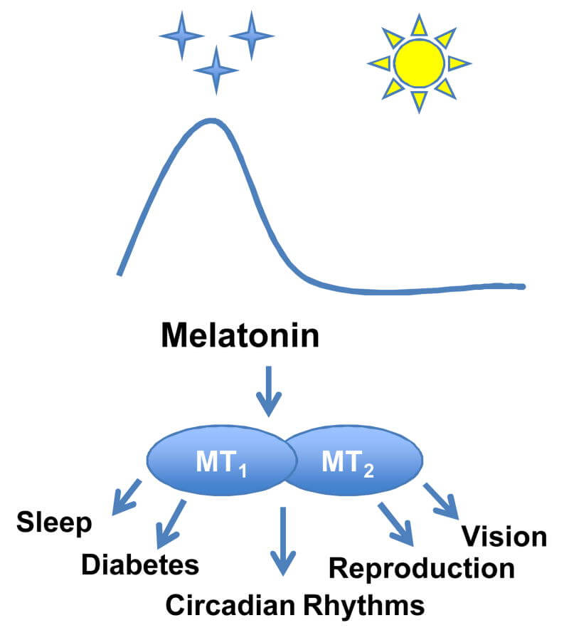 melatonin.jpg