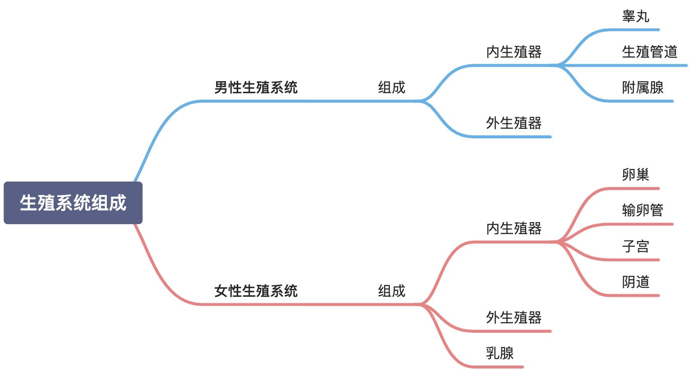 生殖系统绪论 - 图1