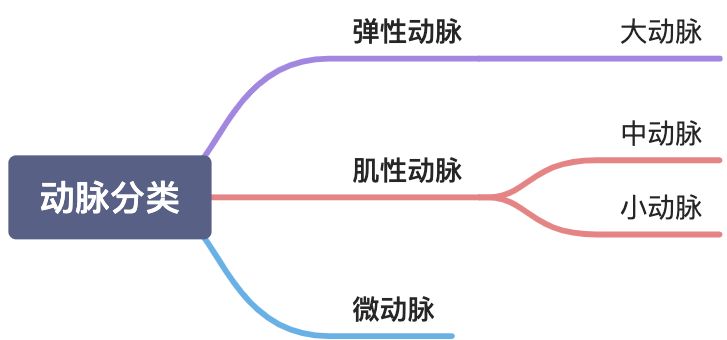 心血管系统-循环系统细微结构 - 图1