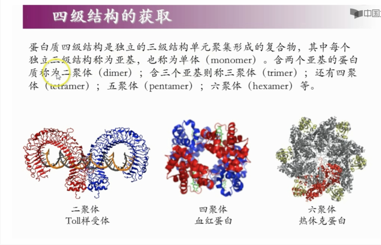016. 蛋白质的结构、比对、预测 - 图53