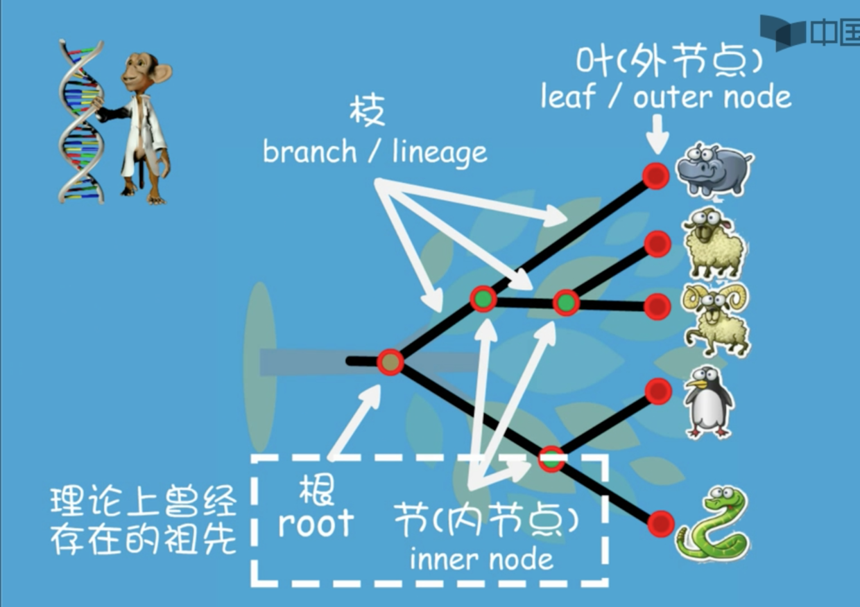 015. 系统发生树 - 图2