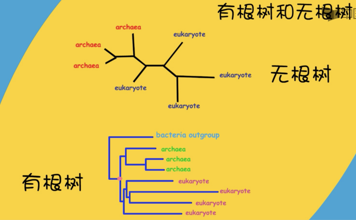 015. 系统发生树 - 图5