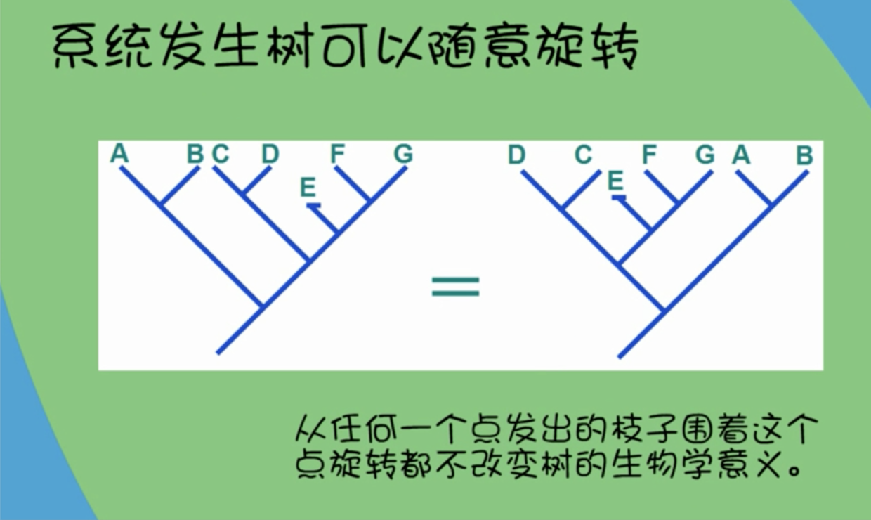 015. 系统发生树 - 图4