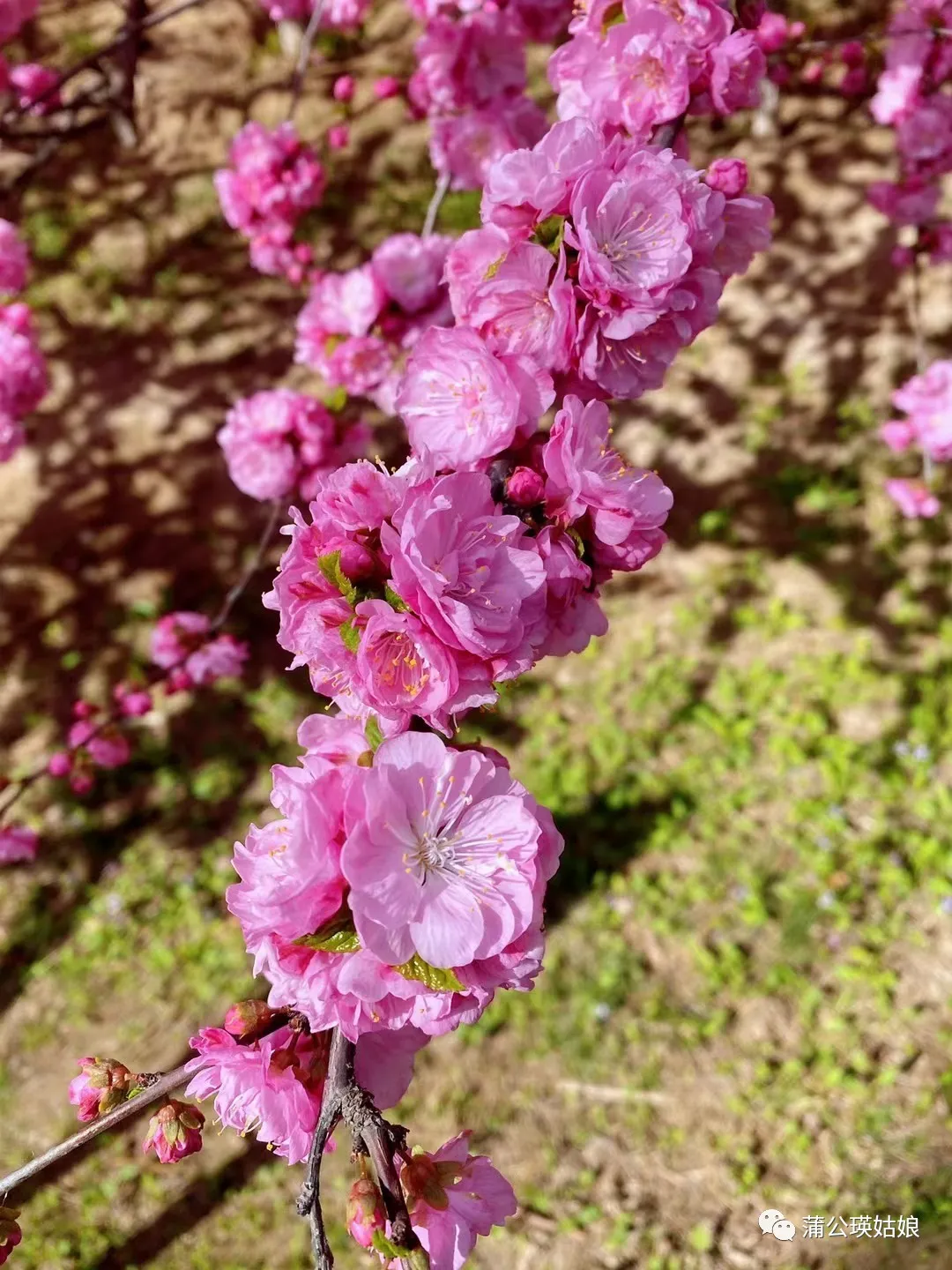 2021-04|这吹不出褶子的平静日子，也在闪光 - 图9