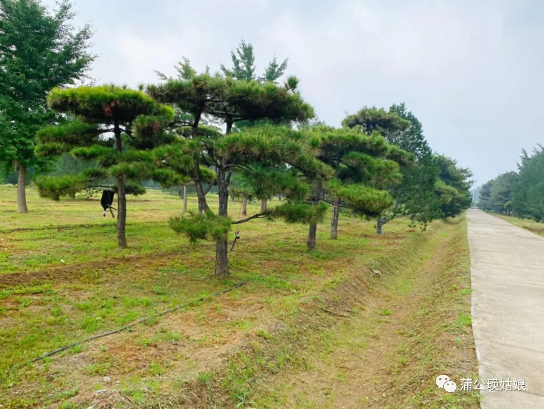 坚持跑步30天，我终于活成了自己喜欢的模样 - 图5