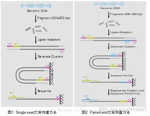 1. Get familiar with the Linux system and find sequencing reads for the virus - 图1