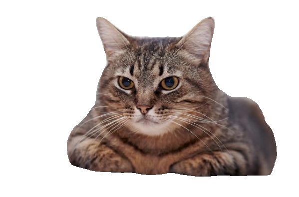 cat.png