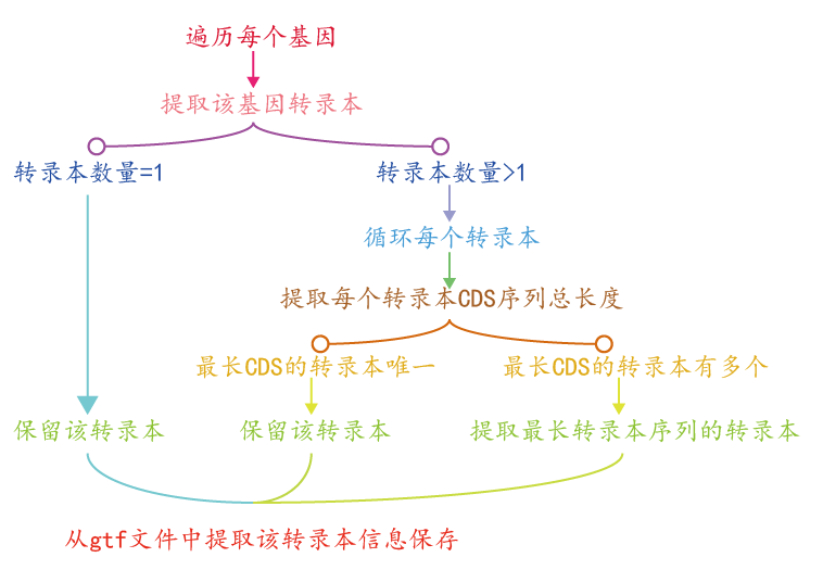 提取代表转录本之 gencode - 图1