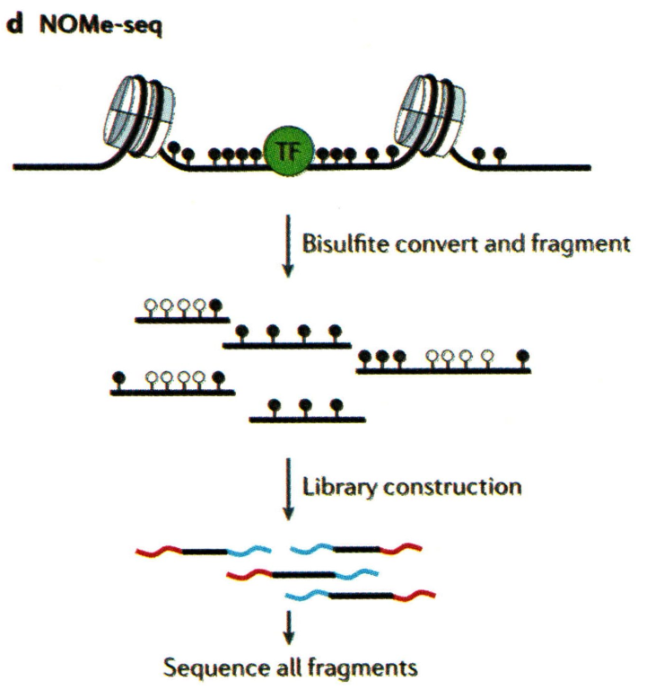 基础知识 | ATAC-seq - 图4