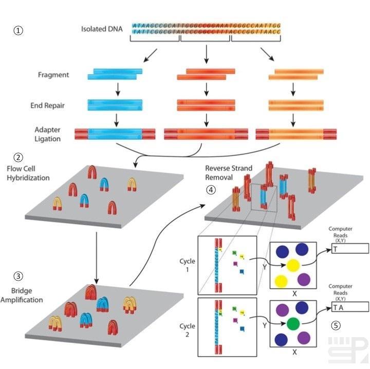 二代测序技术（二）：Illumina - 图1