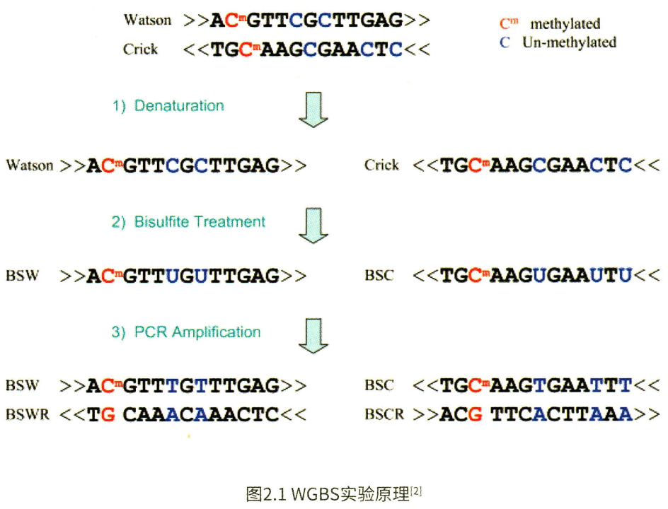 基础知识 | DNA甲基化 - 图1