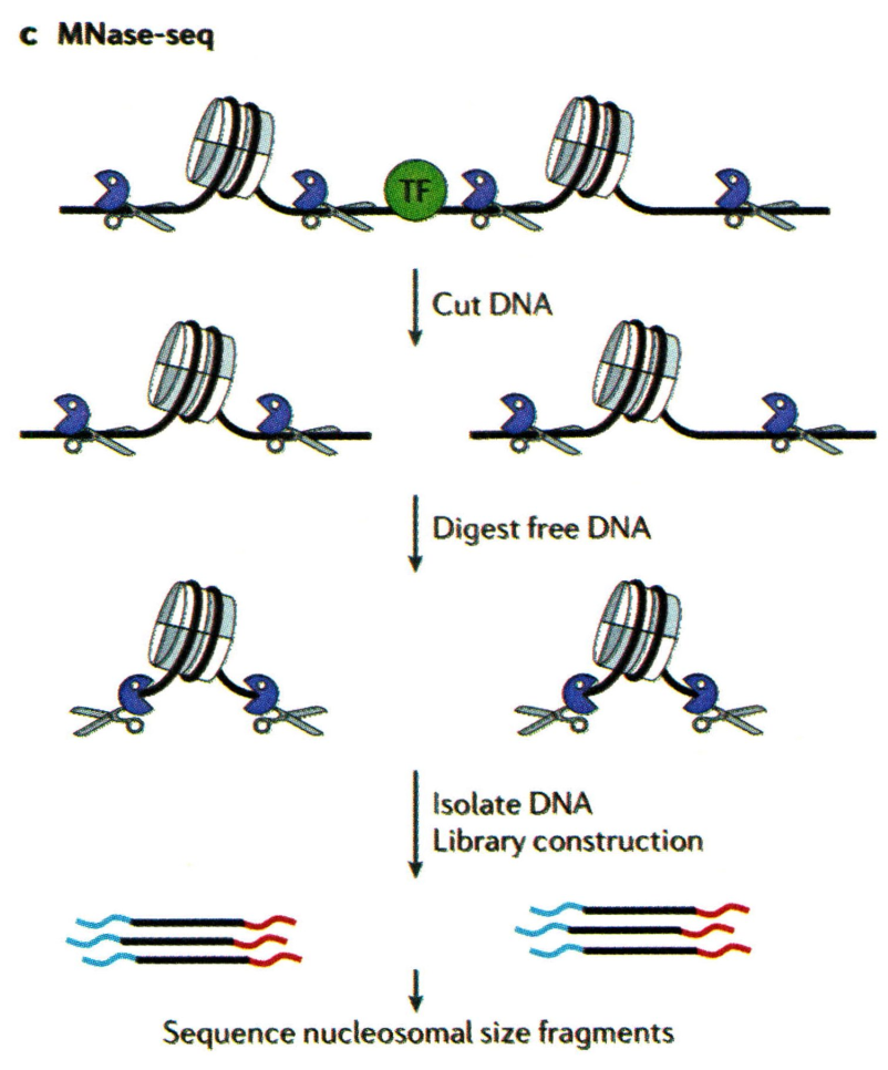 基础知识 | ATAC-seq - 图3