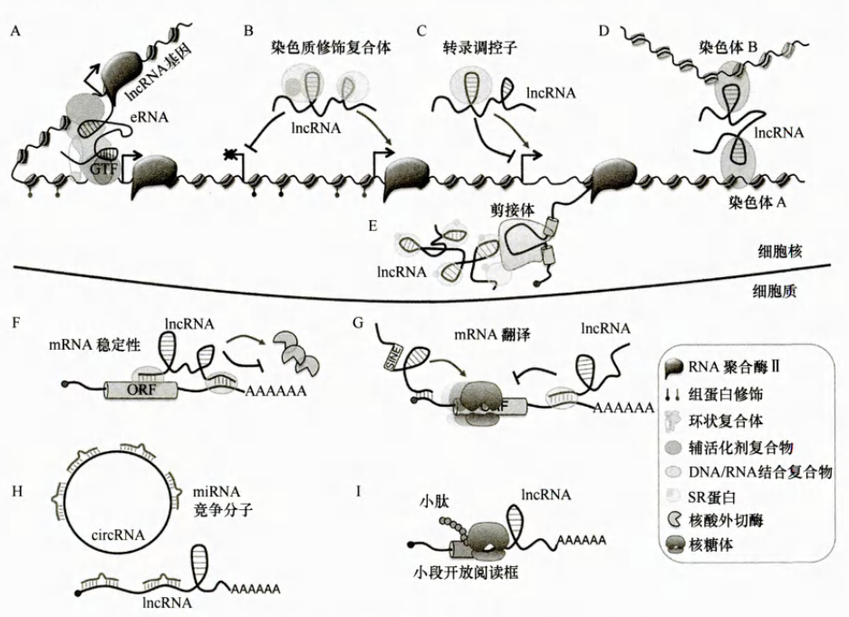 基础知识 | lncRNA - 图1