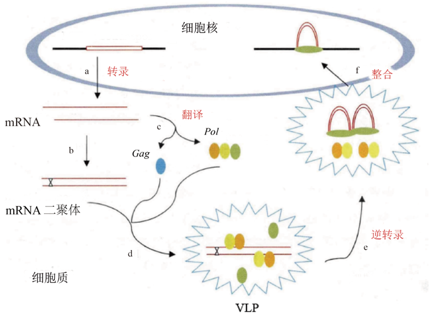 转座子 | 转座原理（LTR-RT） - 图1