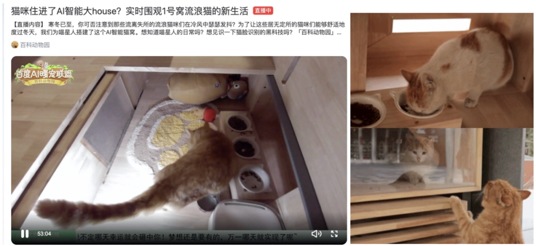 百度｜流浪猫住上了智能大house？【百度AI暖宠联盟】陪伴喵星人过冬！ - 图8