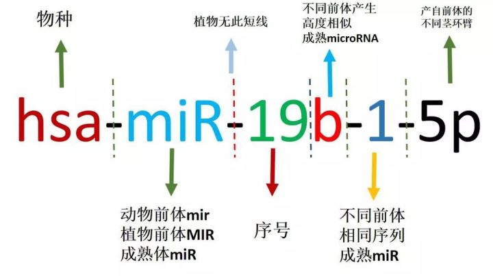 miRna的命名图.jpg