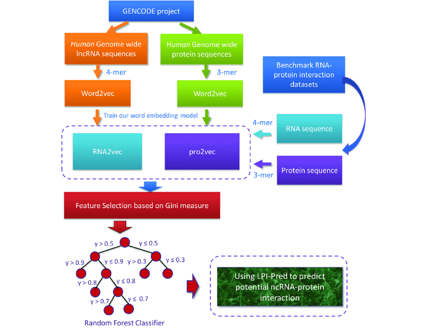 The-workflow-of-LPI-Pred-The-word-embedding-model-RNA2vec-and-pro2vec-are-trained-to.png