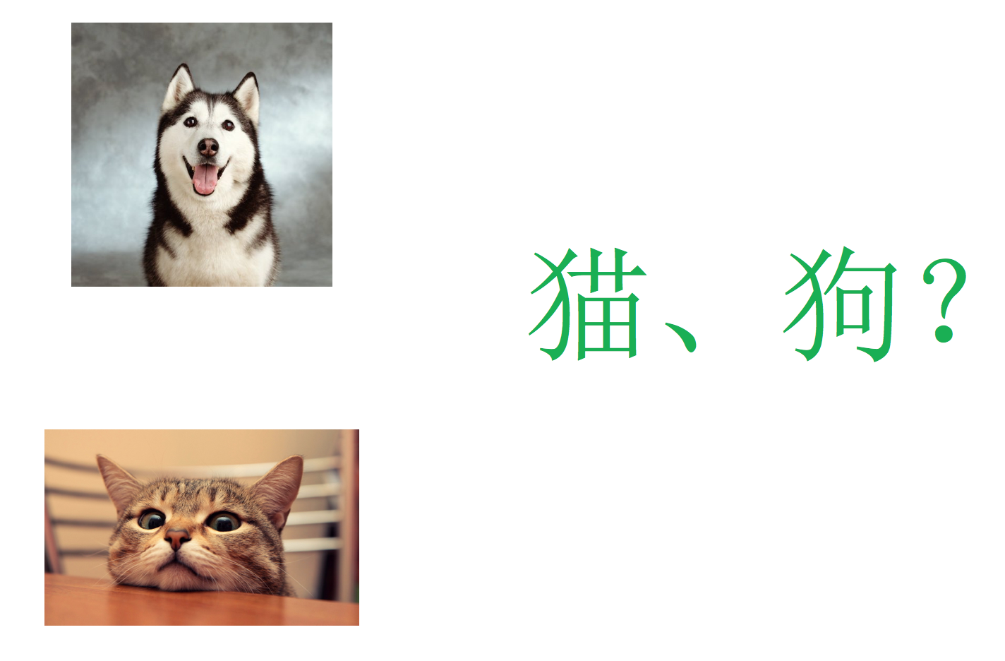 猫狗.png