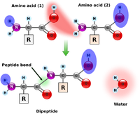 Calculating Protein Mass - 图2