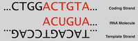 RNA Splicing - 图2