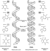 Transcribing DNA into RNA - 图1