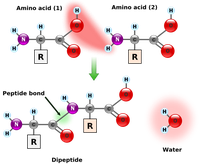 Calculating Protein Mass - 图1