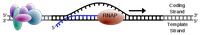 RNA Splicing - 图1