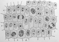 Counting DNA Nucleotides - 图1