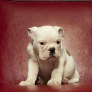 计算机生成了可选文字: