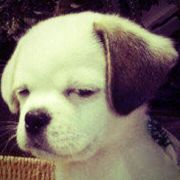 计算机生成了可选文字: