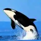 28����д��������Щ�� - 图22